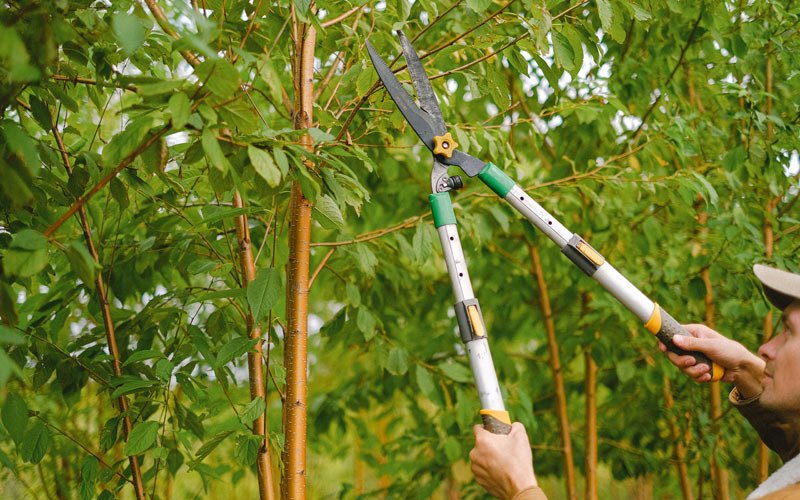 Tree trimming in Grand Ronde, OR