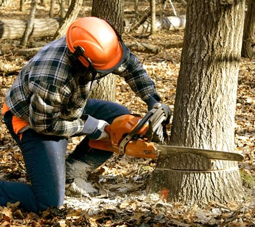Tree Removal in Grand Ronde, OR